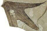 Fossil Sycamore (Macginitiea) Leaf - Green River Formation, Utah #325597-1